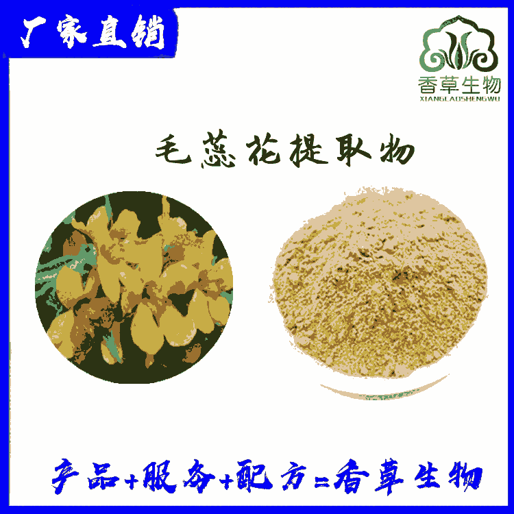 毛蕊花提取物 毛蕊花粉80目 濃縮毛蕊花粉 毛喉鞘蕊花提取物