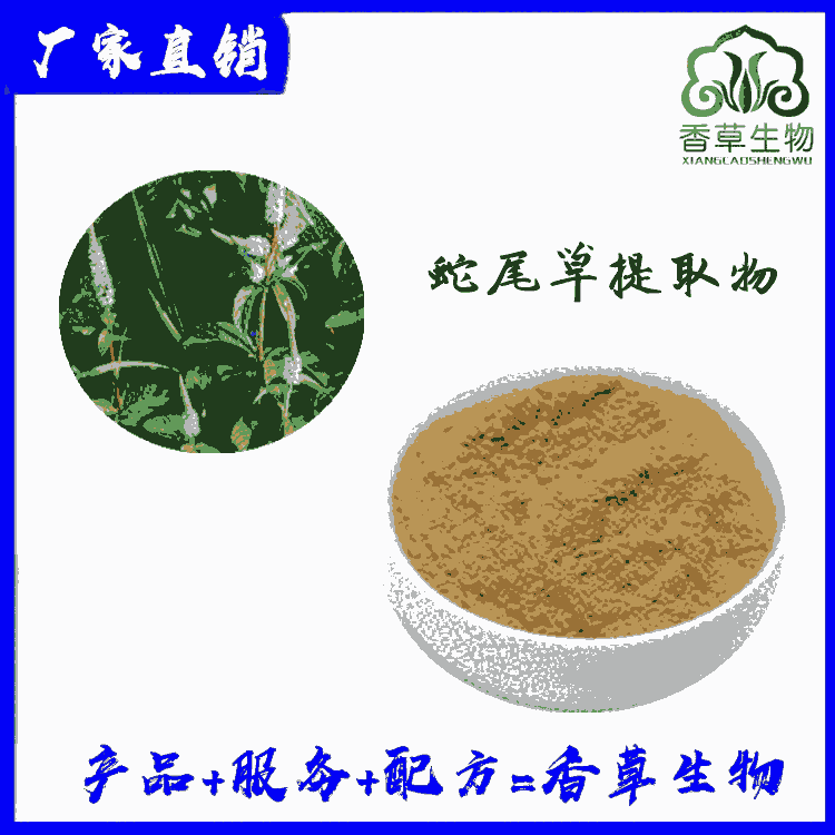 蛇尾草提取物 蛇尾草粉 蛇尾草提取物 蛇尾草提取液 浸膏