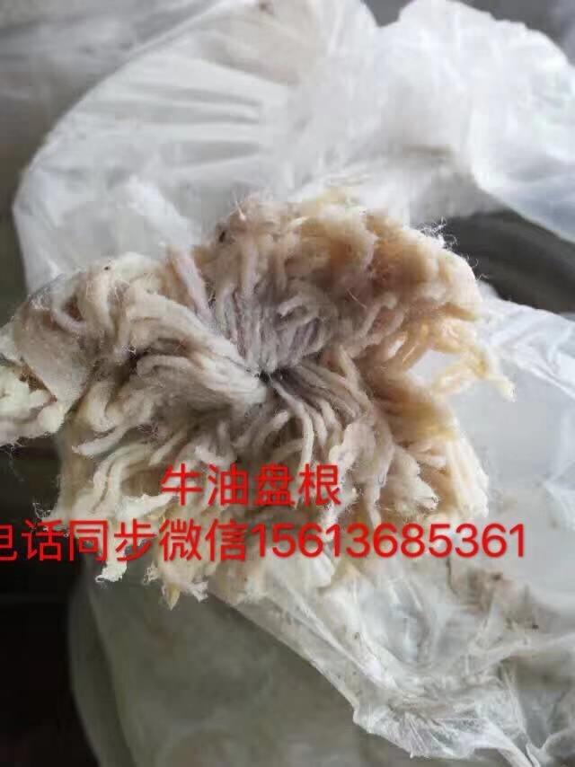 江蘇泰州純牛油棉紗盤根廠家