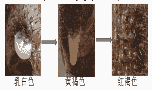 傷流期誘發(fā)獼猴桃潰瘍病如何防治