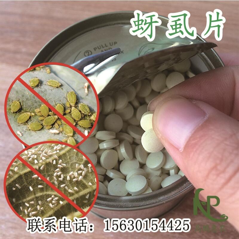 2000片/瓶防治豆角薊馬一棵一片批發(fā)價(jià)格