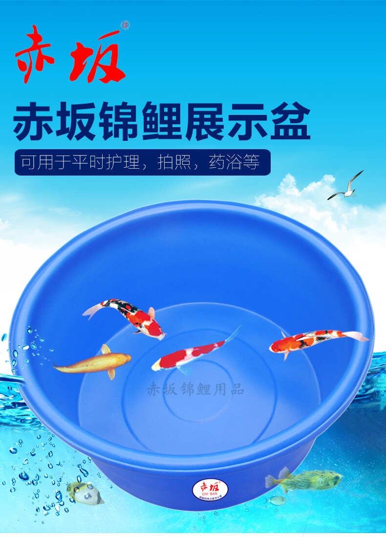 赤坂魚池圓盆 耐用錦鯉盆