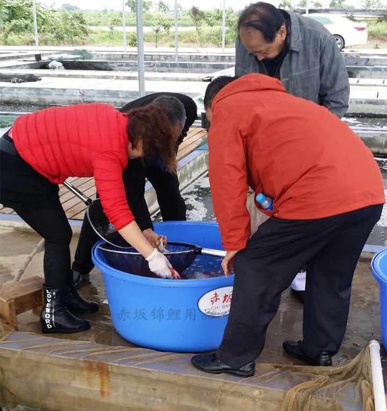 拍照展示盆 赤坂魚池圓盆