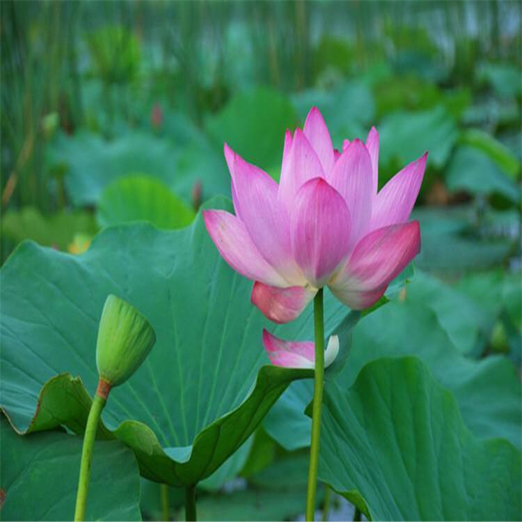 四平回收吸附劑不限數(shù)量