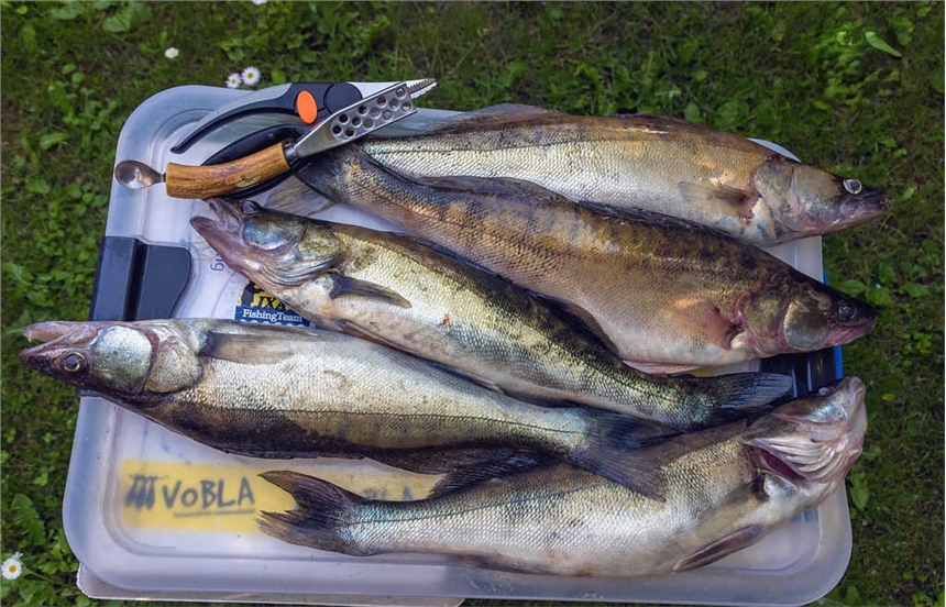 新鮮整條九道黑魚批發(fā)零售，新鮮冷凍九道黑魚產(chǎn)地直銷，新鮮速凍九道黑魚貨源價(jià)格