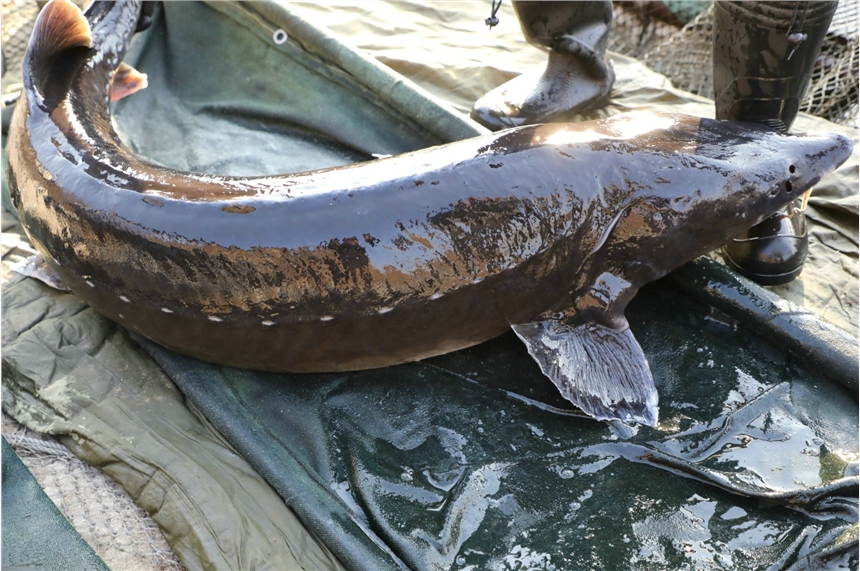 撫遠特產鱘鰉魚產地批發(fā)，養(yǎng)殖鱘鰉魚多錢一斤，整條鮮魚鱘鰉魚供應商