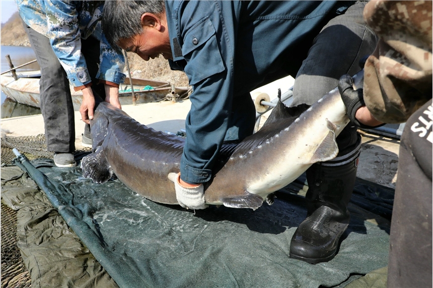 新鮮冷凍鱘鰉魚(yú)產(chǎn)地直銷(xiāo)，養(yǎng)殖速凍鱘鰉魚(yú)貨源價(jià)格