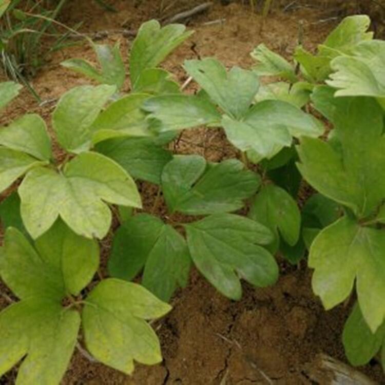牡丹苗種植技術(shù)