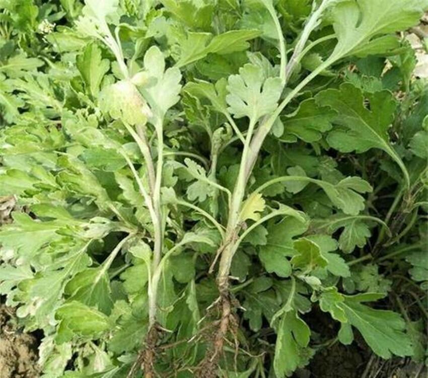菊花苗今年價格亳州富家合作社供應