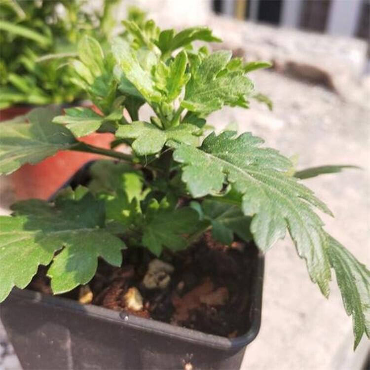 北京菊菊花苗價(jià)格