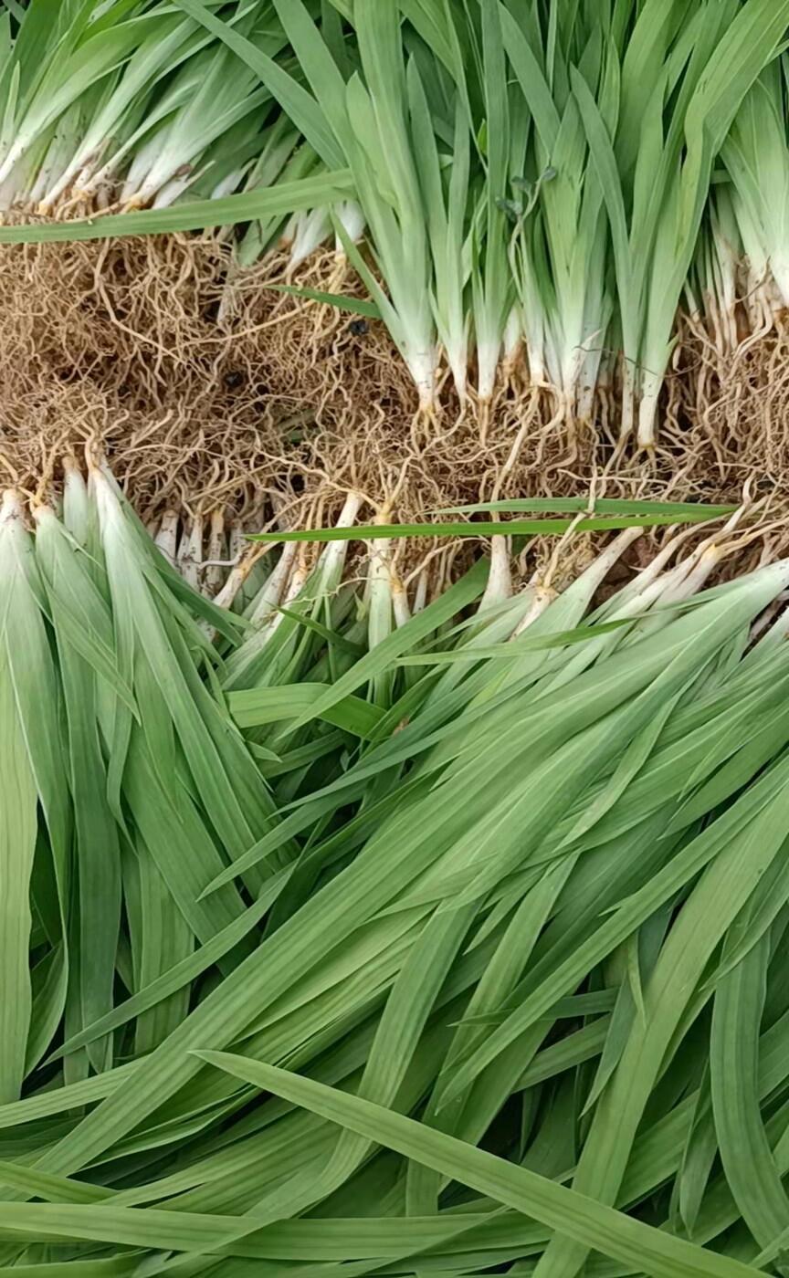 射干種子種植新技術 射干苗供應