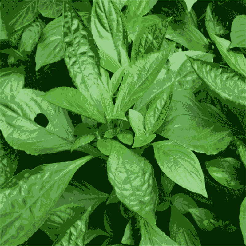 玄參芽育苗時(shí)間玄參種苗哪里的質(zhì)量好