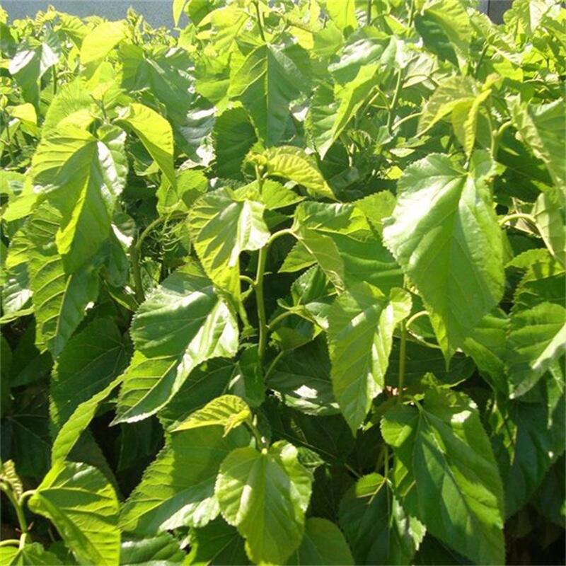 玄參什么時(shí)間種植玄參芽圖片