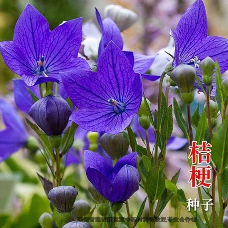 桔梗種子播種種植時(shí)間桔梗種子價(jià)格