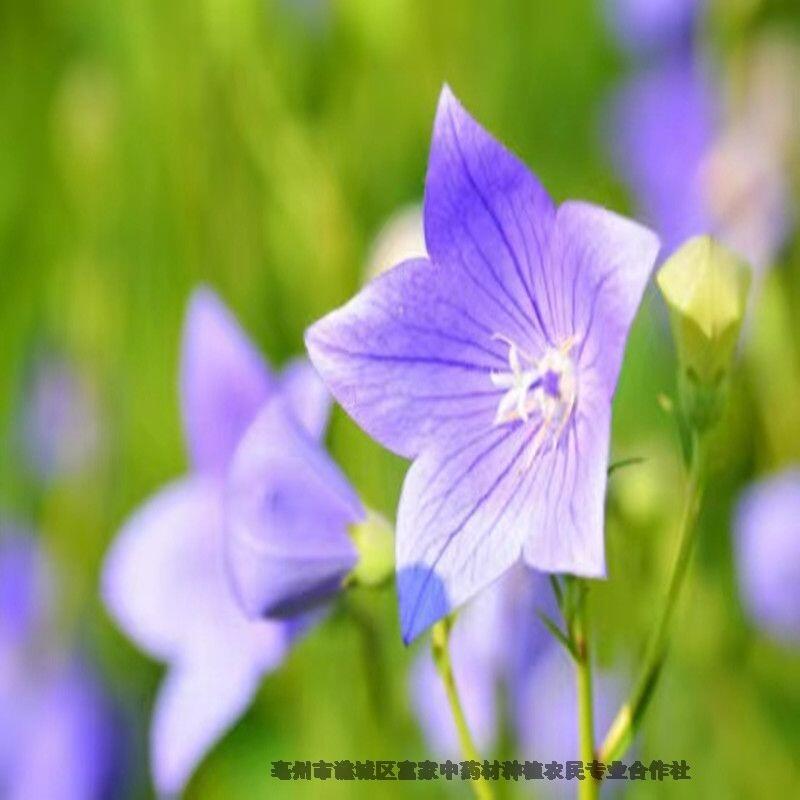 桔梗種子什么時(shí)間播種
