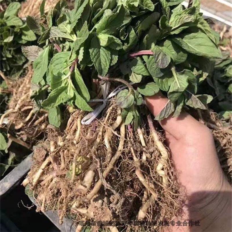 薄荷苗產(chǎn)地供應商薄荷芽價格