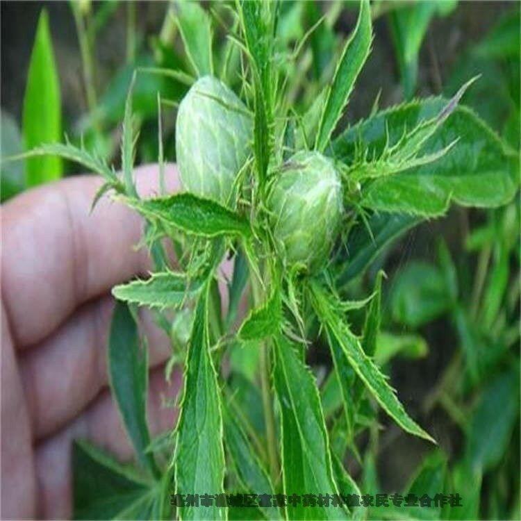 白術(shù)芽?jī)r(jià)格