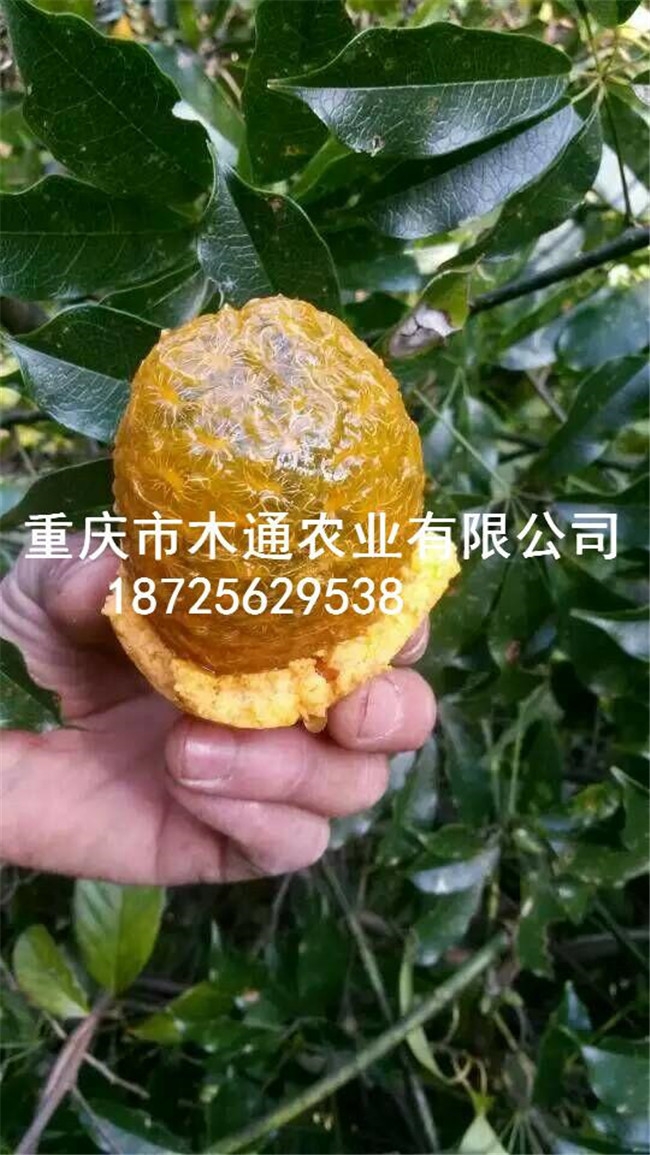 九月黃種苗_五葉木通苗價格