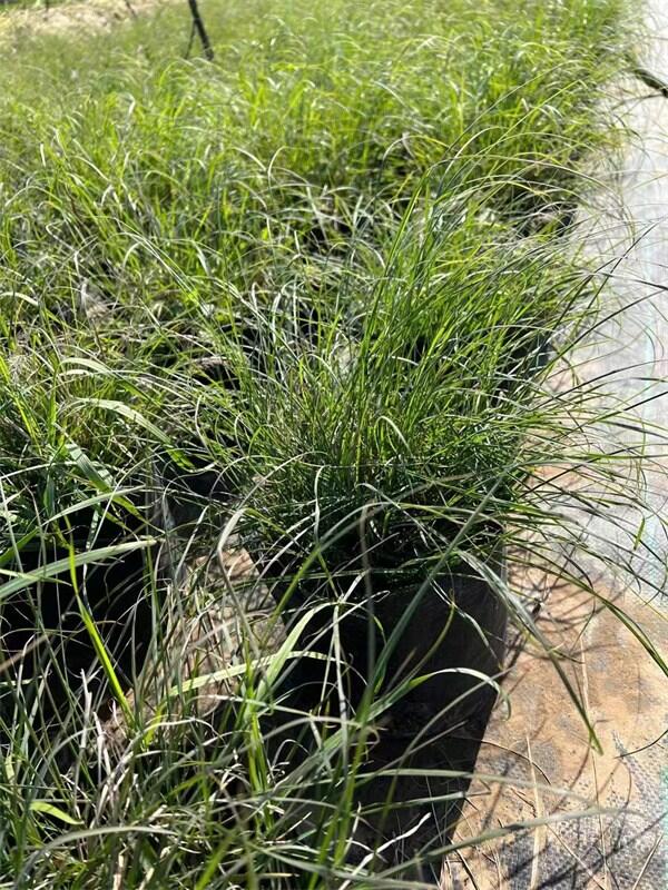 小兔子狼尾草營(yíng)養(yǎng)杯苗種植基地大量批發(fā)