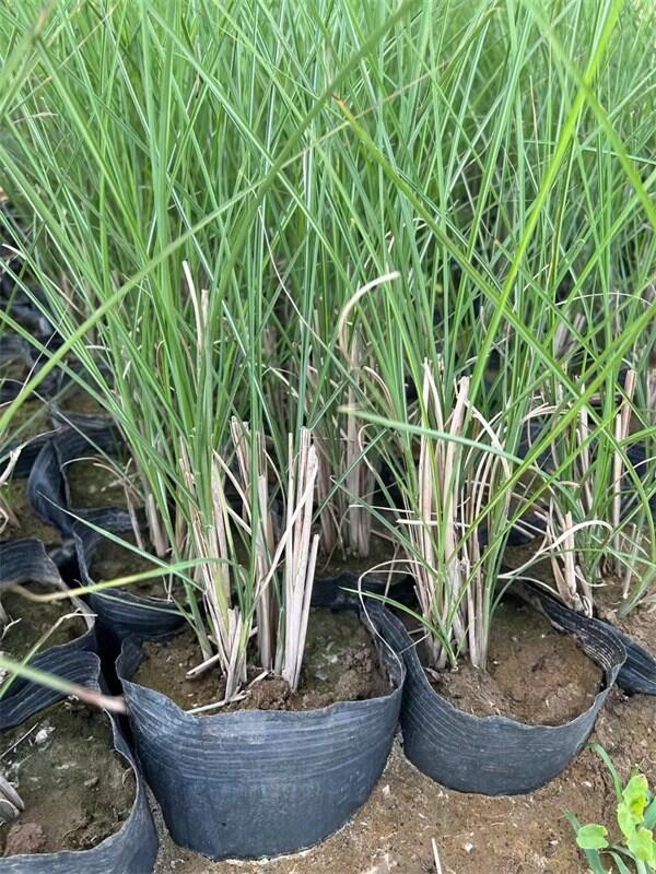 細葉芒小苗批發(fā)出售-北方常綠廠家報價
