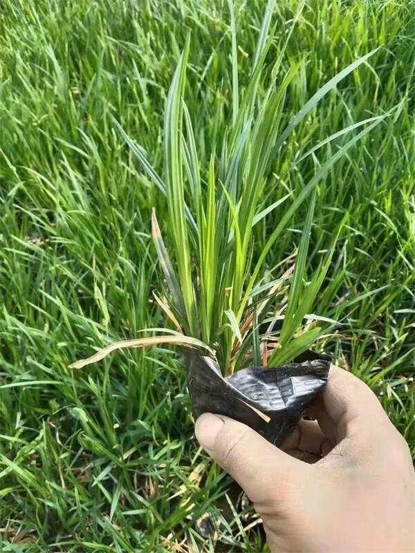 批發(fā)嶗峪苔草-地被供應(yīng)基地-嶗峪苔草價(jià)格