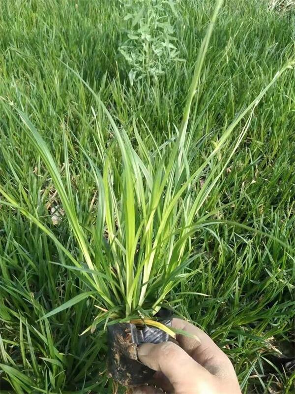 嶗峪苔草盆栽苗供應-北京大興廠家大量出售