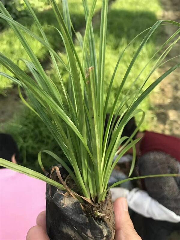 嶗峪苔草廠(chǎng)家分享在北方種植嶗峪苔草優(yōu)點(diǎn)