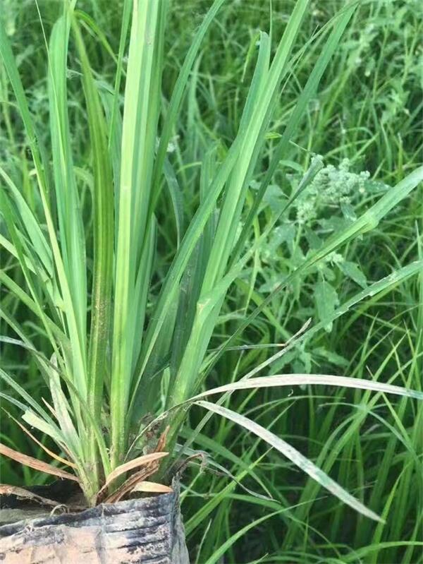嶗峪苔草地栽苗基地自家種植經(jīng)營批發(fā)