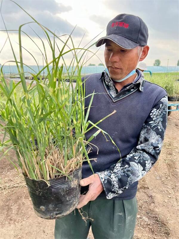 北京斑葉芒杯苗基地大量批發(fā)，斑葉芒供應(yīng)廠家