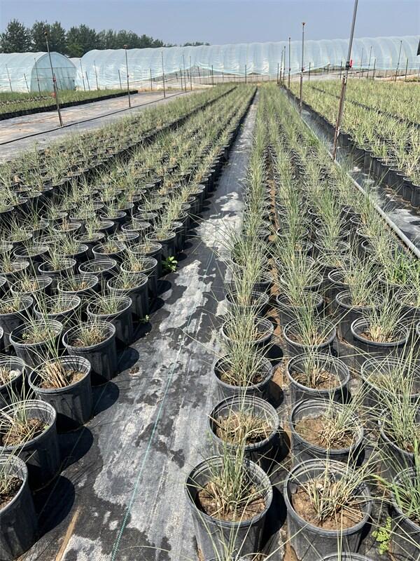 北京晨光芒基地-大量種植晨光芒，品質(zhì)好價(jià)格低