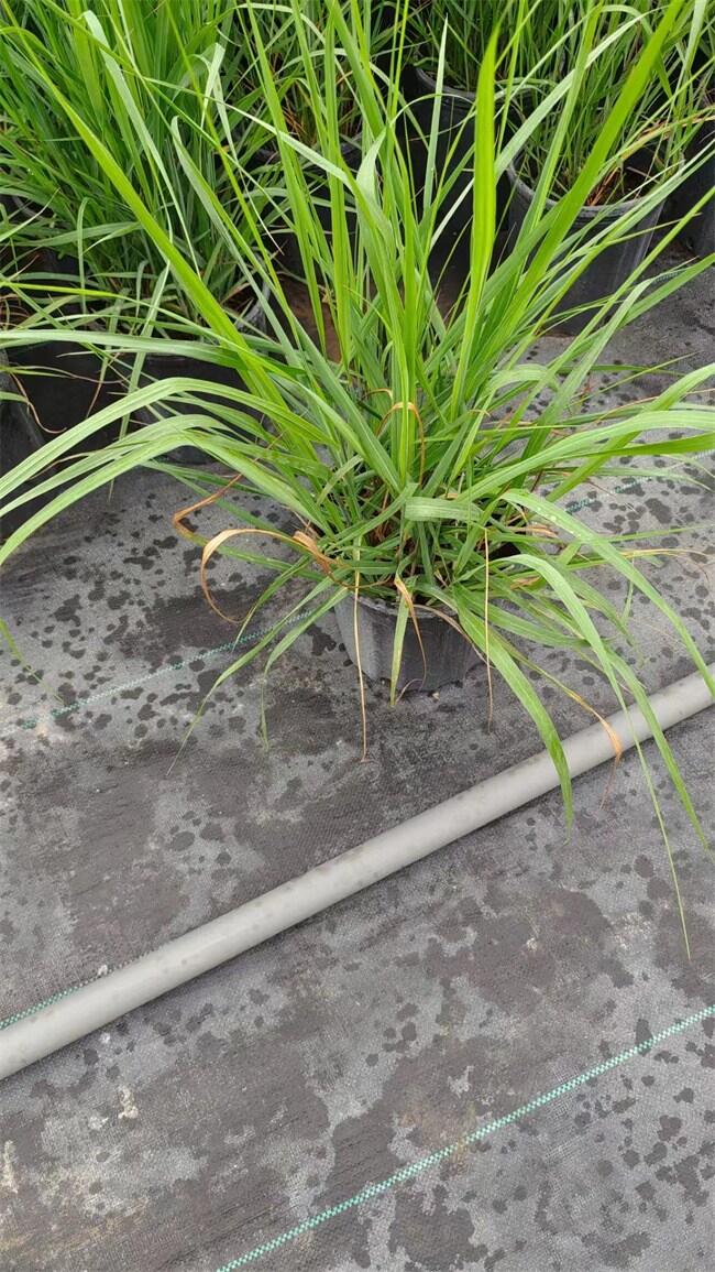 北京重金屬柳枝稷批發(fā)基地-成活率高-品質(zhì)好