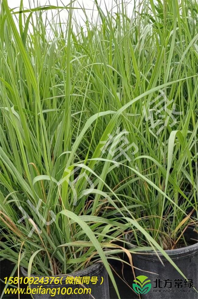 北京重金屬柳枝稷廠家-大量批發(fā)柳枝稷地栽苗