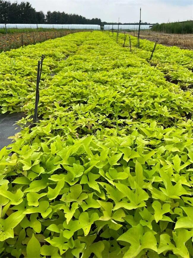 綠化用黃金薯杯苗基地，黃金薯批發(fā)基地