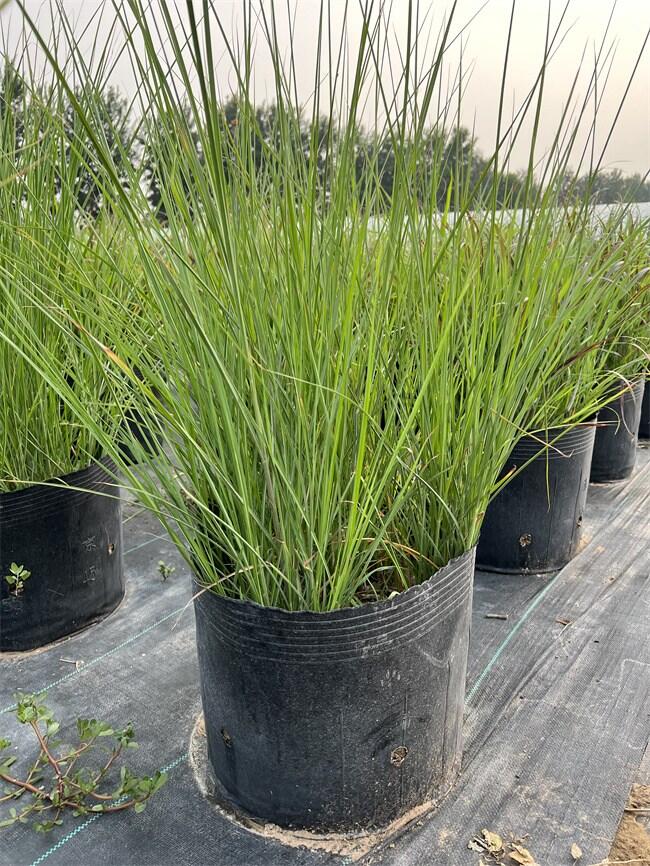 北京細(xì)葉芒基地供應(yīng)細(xì)葉芒，質(zhì)量優(yōu)