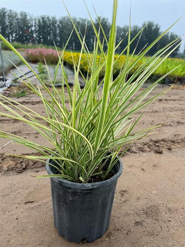 花葉芒小苗種植，四季花葉芒基地出售