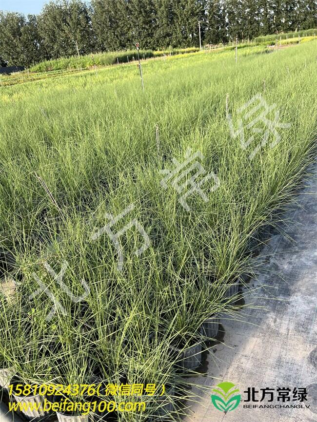 粉黛亂子草工程苗批發(fā)-北京粉黛亂子草杯苗