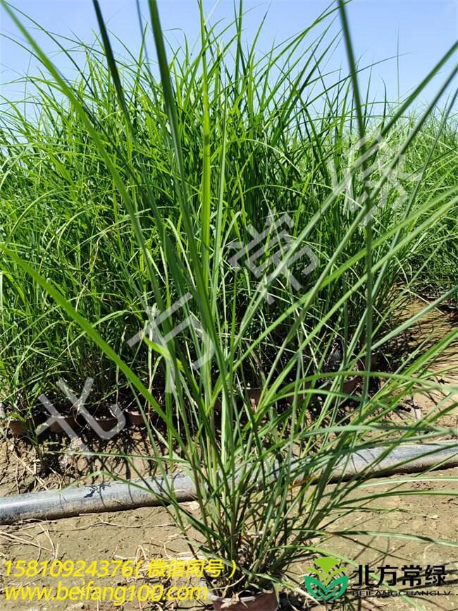 北京纖序芒種植基地-供應(yīng)纖序芒杯苗