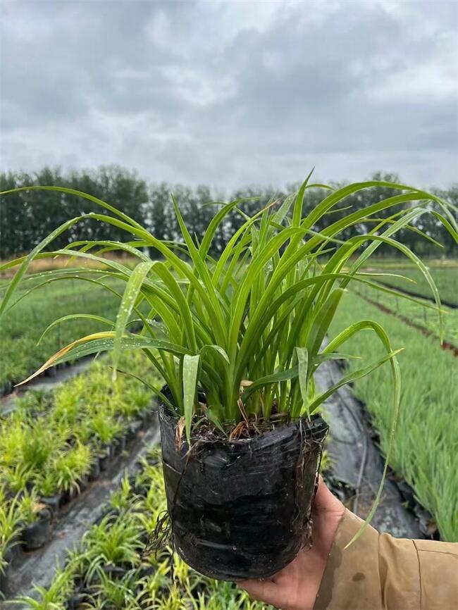 批發(fā)金娃娃萱草-大型金娃娃萱草種植基地