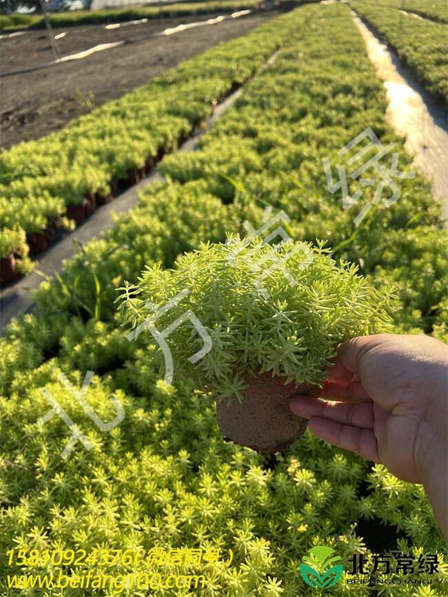 北京金葉佛甲草小苗種植基地，耐寒耐旱