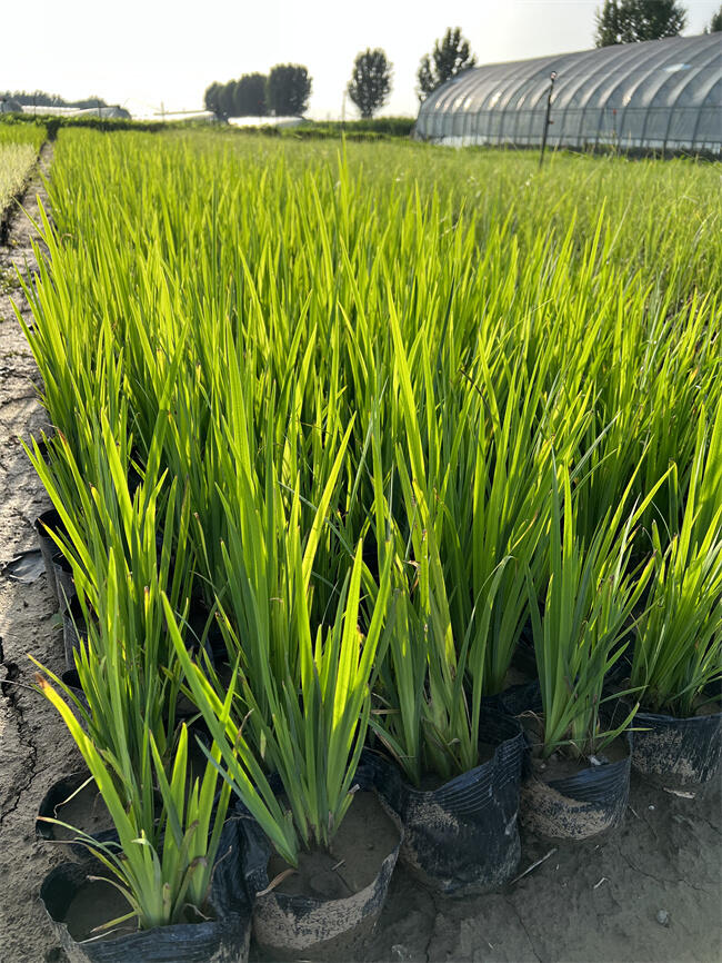 黃菖蒲小苗批發(fā)/北京黃菖蒲種植基地
