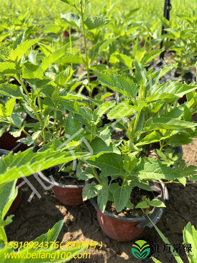 北京賽菊芋工程苗/盆栽苗批發(fā)基地