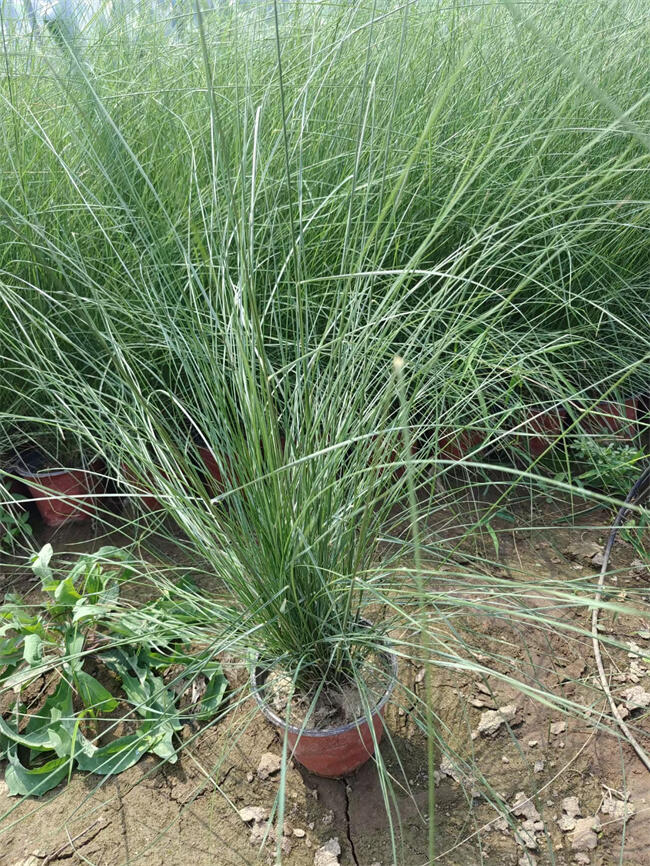 多芽粉黛亂子草杯苗  北京大興本地苗