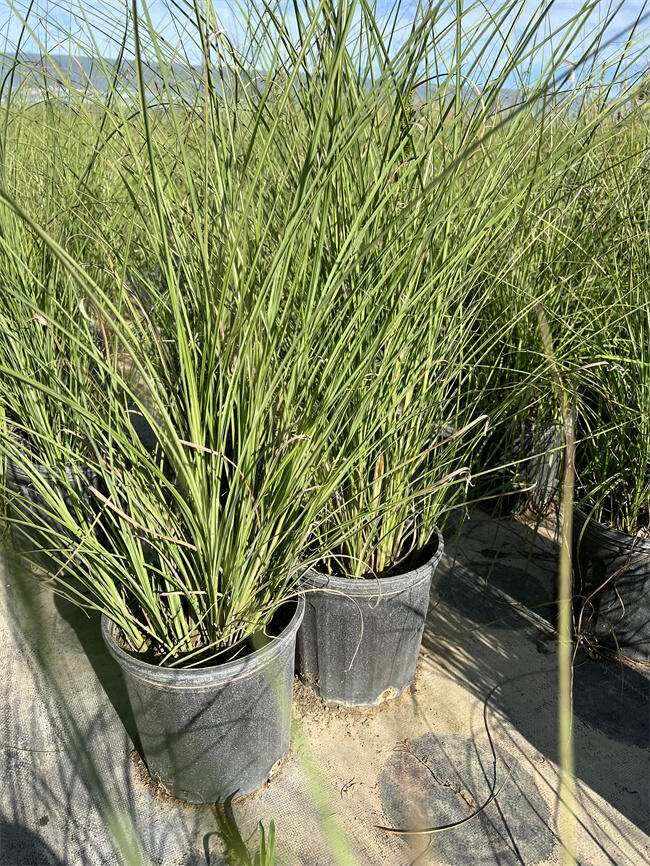 細葉芒的形態(tài)特征【北京細葉芒本地苗】