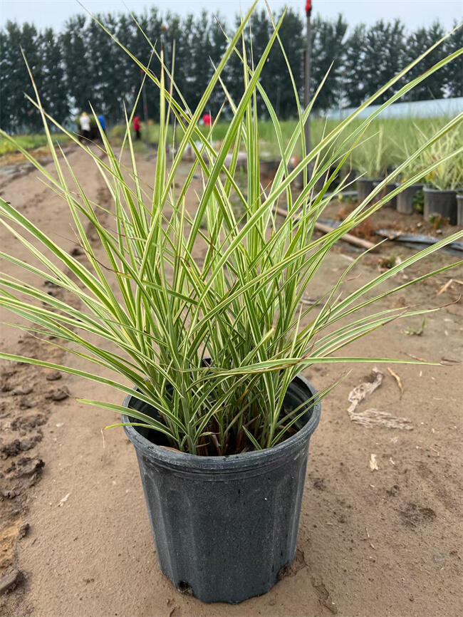 北京花葉芒基地介紹花葉芒特征！