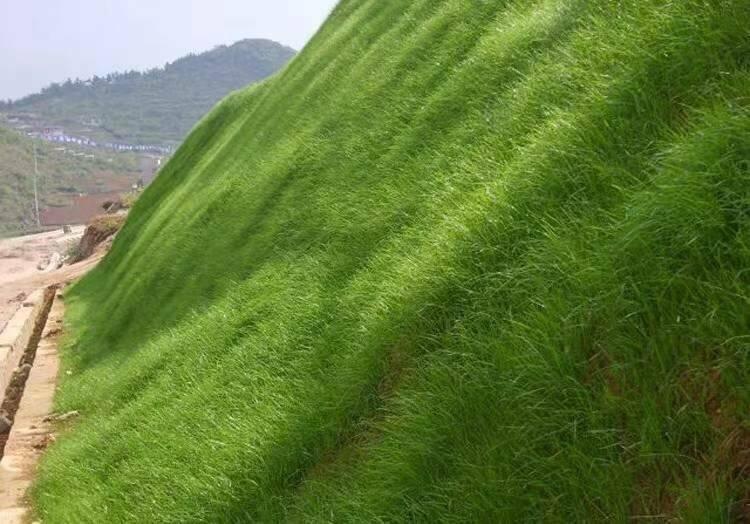 高羊茅草種草籽適種植地