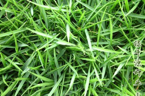 廣西結(jié)縷草草坪草種草籽