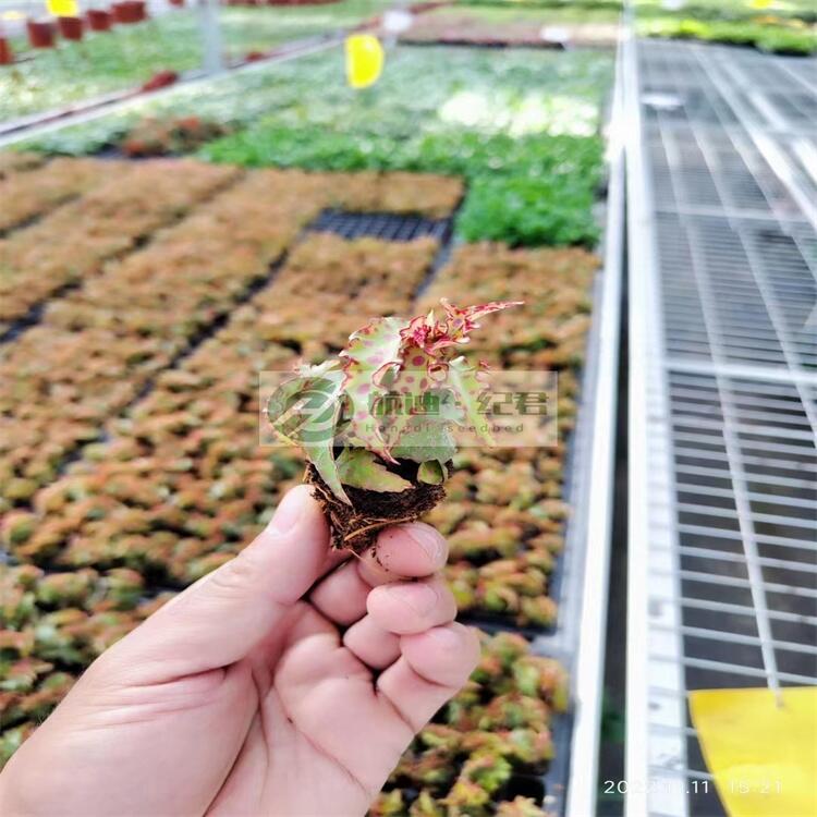 焊接熱鍍鋅苗床網(wǎng)支架  堅(jiān)固耐用 使用時(shí)間久