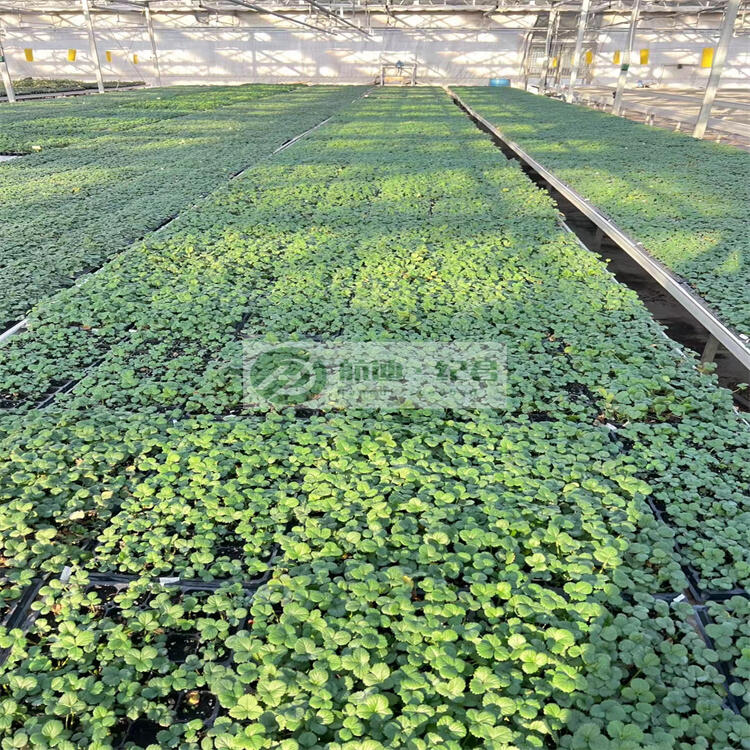 鑺卞崏鍐烽崓閶呰嫍搴婄恫(w菐ng)   娲诲嫊(d貌ng)鑻楀簥鑸开鑻楀簥寤犲畾鍒�