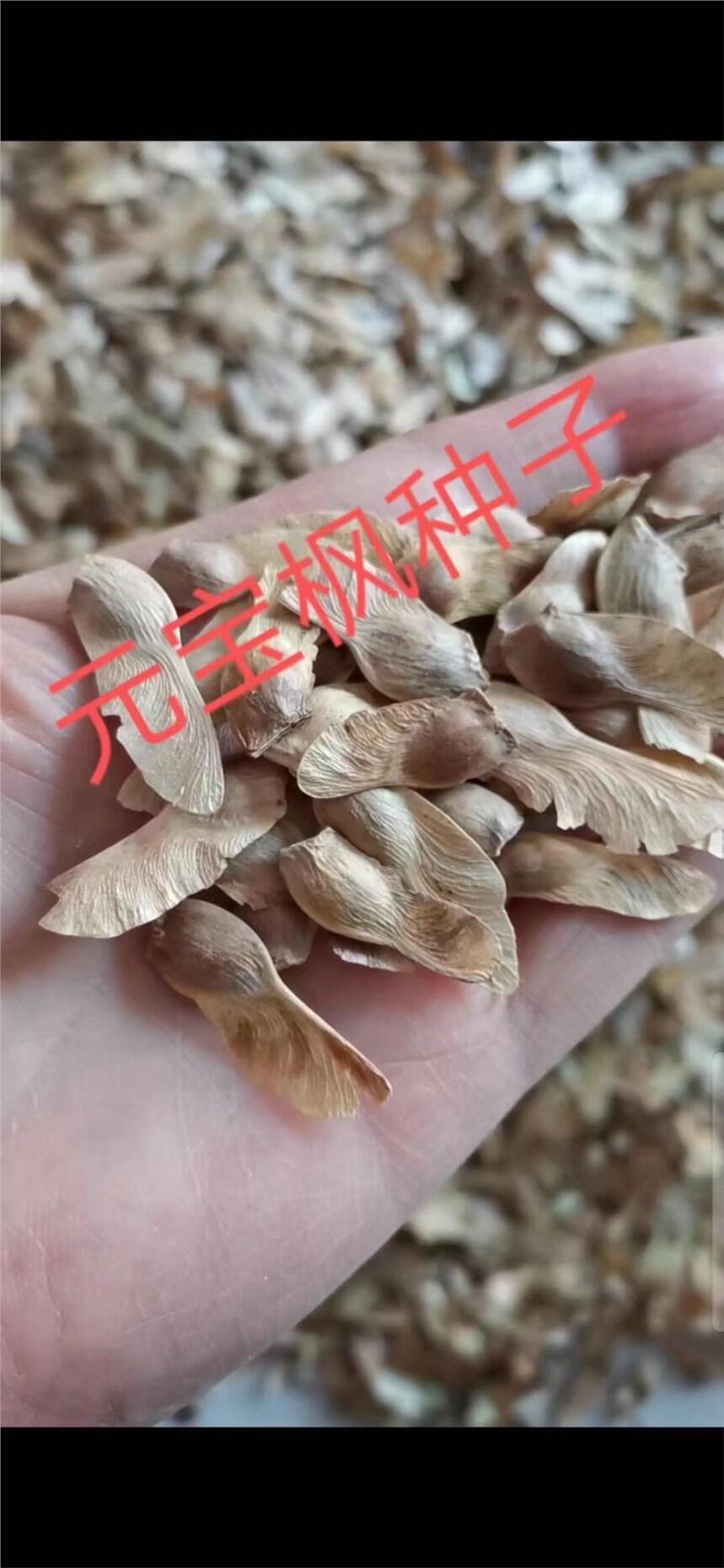 元寶楓種子河北產(chǎn)地直銷   如何種植