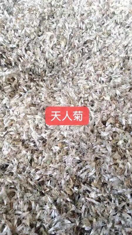 天人菊種子怎么種植